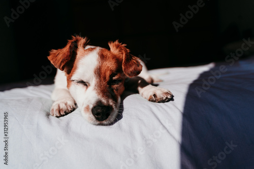 cute small jack russell dog resting on bed on a sunny day photo