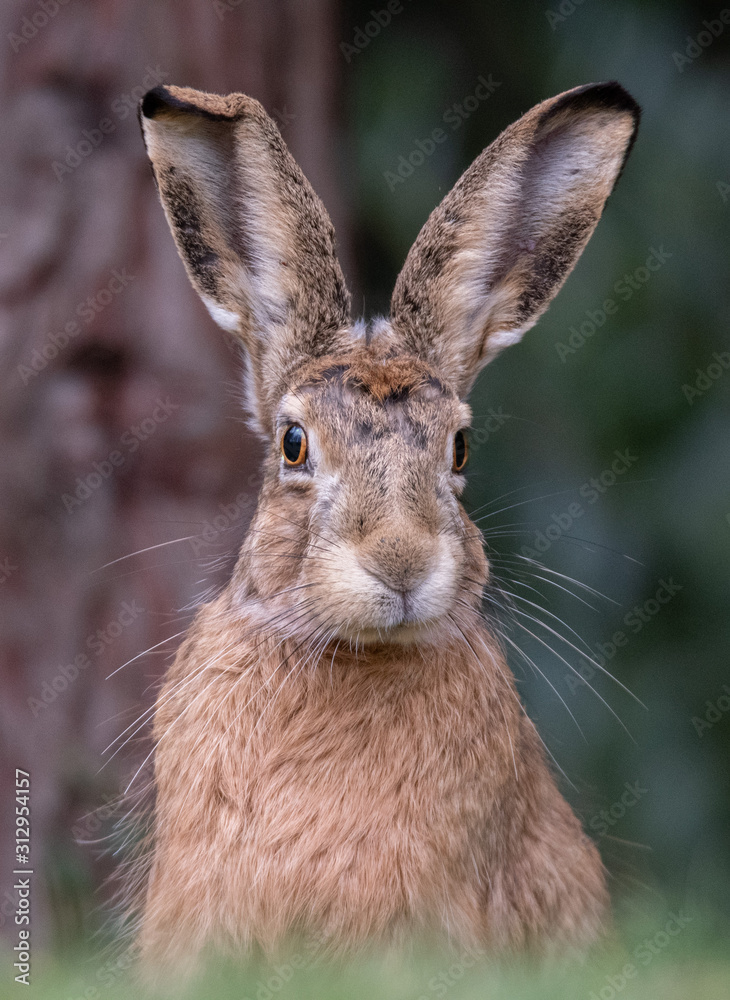 Obraz premium Hase Osterhase Wild
