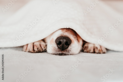 cute small jack russell dog resting on bed on a sunny day covered with a blanket © Eva