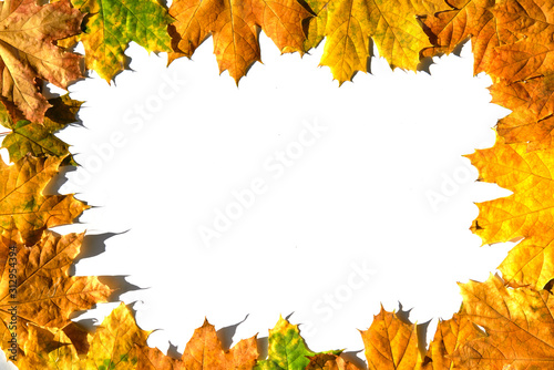 Mockup frame from colorful autumn maple leaves on white background.