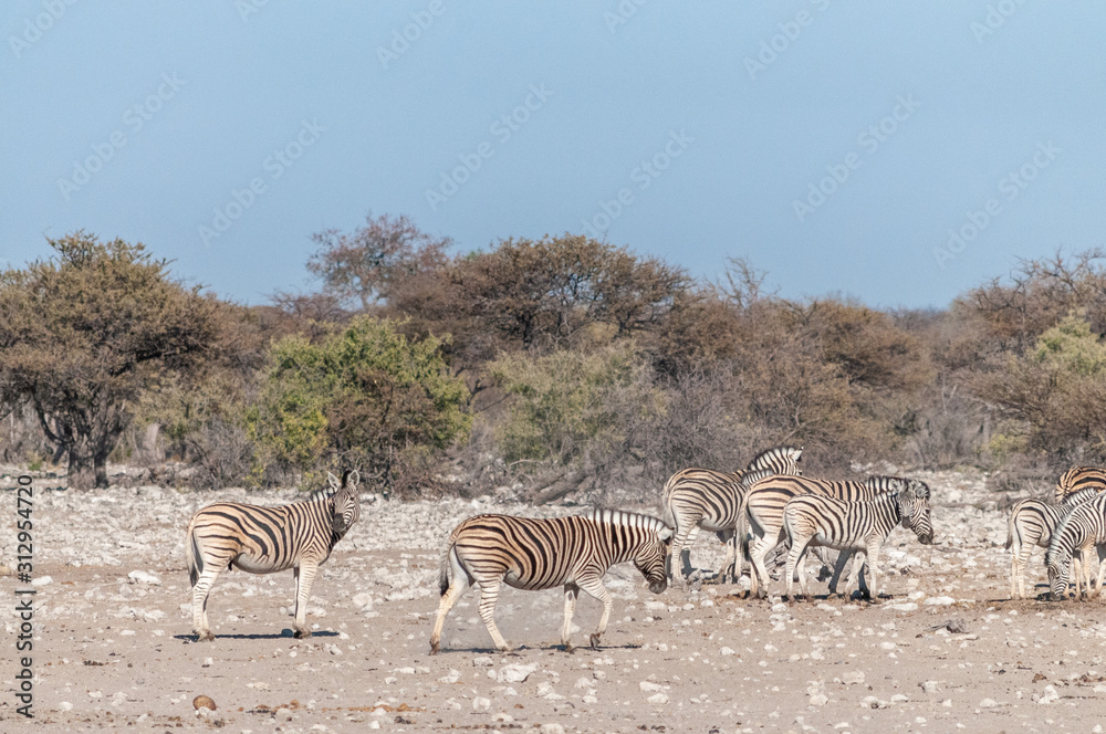 Obraz premium A group of Burchell's Plains zebra -Equus quagga burchelli- standing close to each other on the plains of Etosha National Park, Namibia.