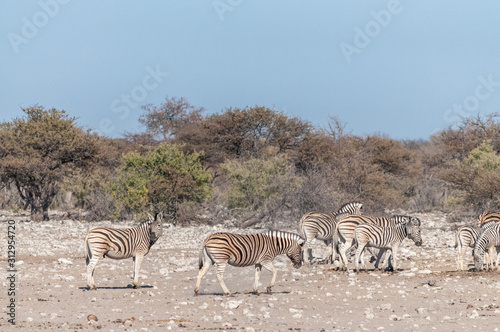 A group of Burchell s Plains zebra -Equus quagga burchelli- standing close to each other on the plains of Etosha National Park  Namibia.