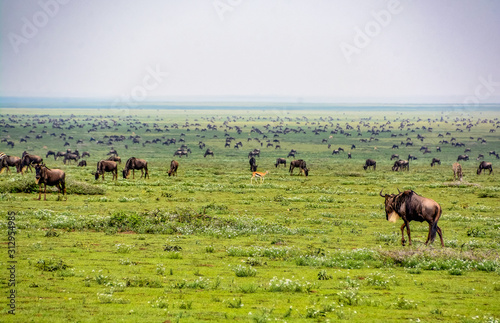 Εκτύπωση καμβά great migration across the serengeti