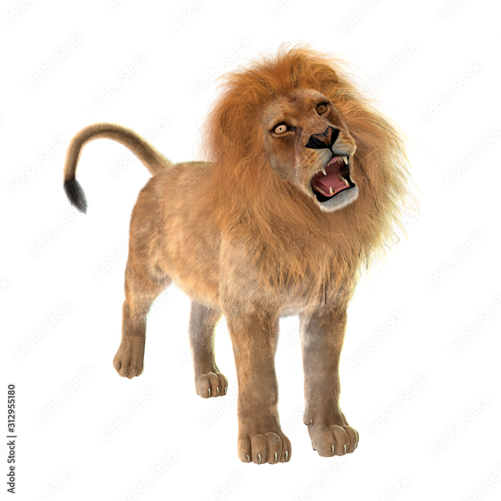 Obraz premium 3D Rendering Male Lion on White