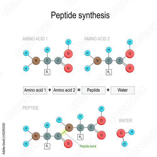Peptide synthesis. Two amino acids combined into a peptide to form a water molecule and a peptide bond.