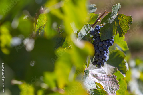 Red wine grapes with green foliage, vineyard close up in Douro, Portugal.