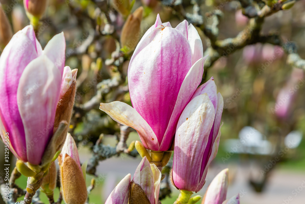 Fototapeta premium Tulpen-Magnolie (Magnolia × soulangeana)