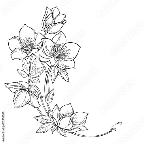 Vászonkép Round corner bouquet with outline Hellebore or Helleborus, bud and leaf in black isolated on white background