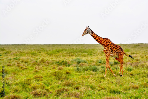 Sticker giraffe in serengeti