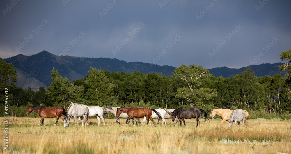 Wild Horses