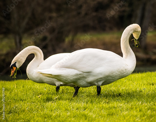 Fototapeta Naklejka Na Ścianę i Meble -  Two swans eating grass on the bank of the river