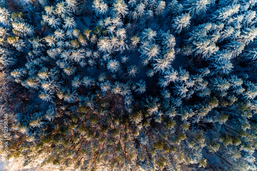 Beautiful fairytale winter snowy morning forest shot by drone.