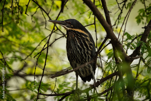 Black bittern or Ixobrychus flavicollis portrait during winter migration at keoladeo national park, rajasthan, india
