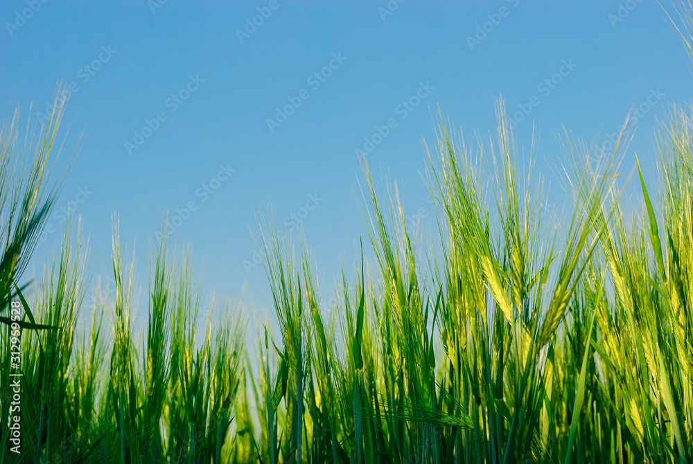 green spikelets against the blue sky in summer. green spikelets in summer close up
