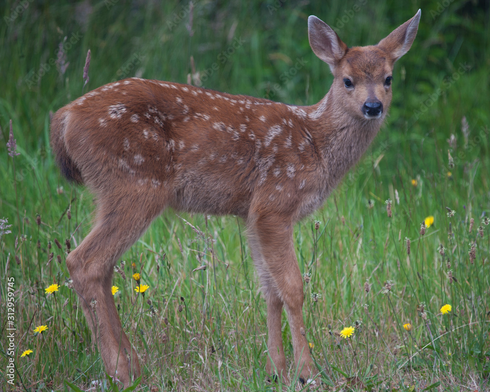 Mule Deer Fawn Mule Deer Fawn