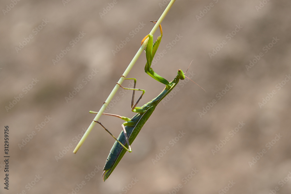 mantis mantis
