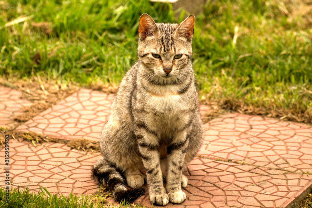 Obraz premium ibs tabby cat