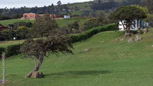 Rural Nature with Grass and Trees
