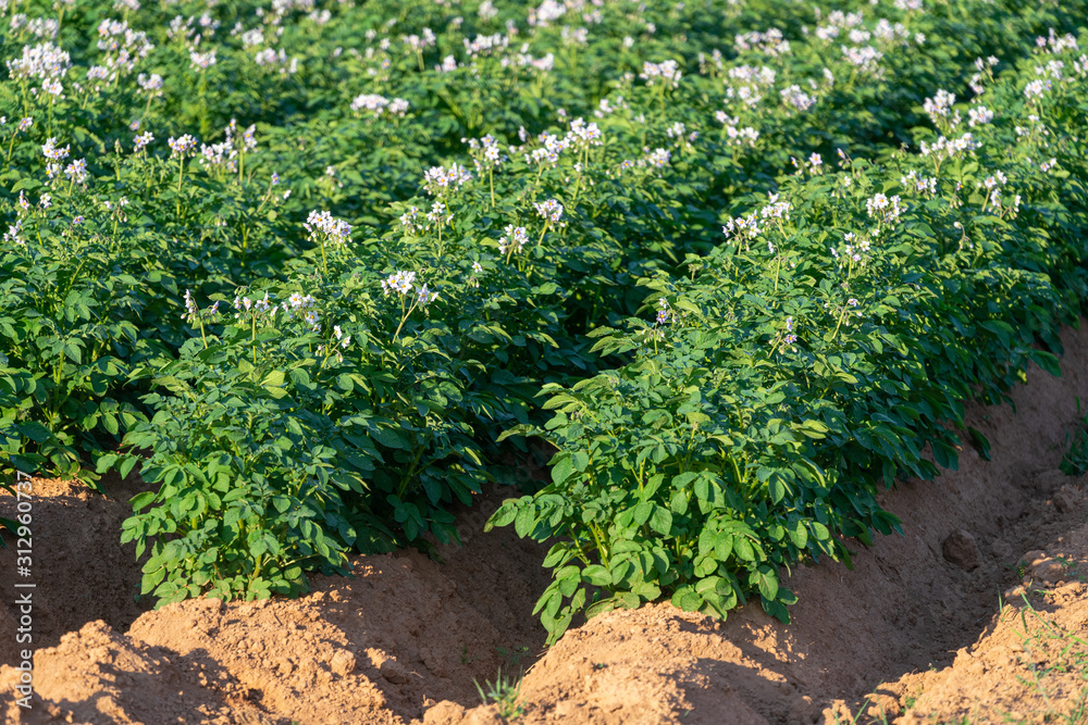Flowering potatoes growing in a field in rural Prince Edward Island, Canada. Flowering potatoes growing in a field in rural Prince Edward Island, Canada.