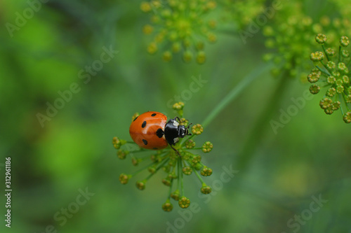 ladybug on dill inflorescence.Close up.Copy spase.Macro