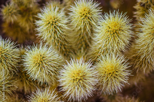 background of cactus