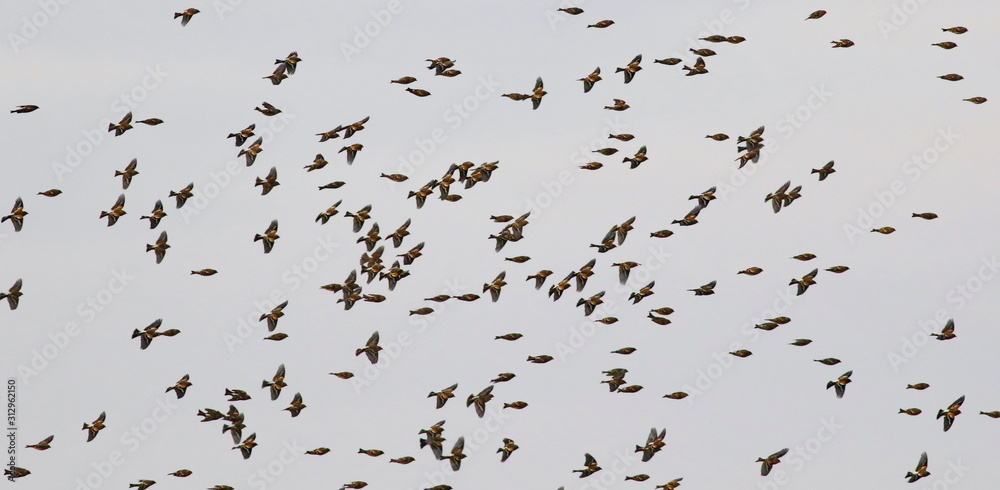 Flock of birds, Common Chaffinch, Fringilla coelebs Flock of birds, Common Chaffinch, Fringilla coelebs