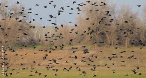 Flock of birds, jackdaw, Corvus monedula