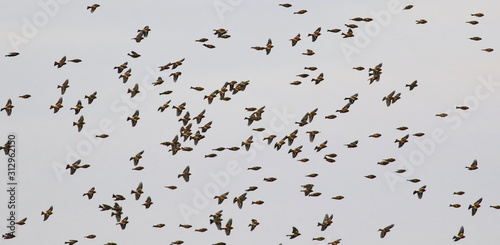 Flock of birds, Common Chaffinch, Fringilla coelebs photo