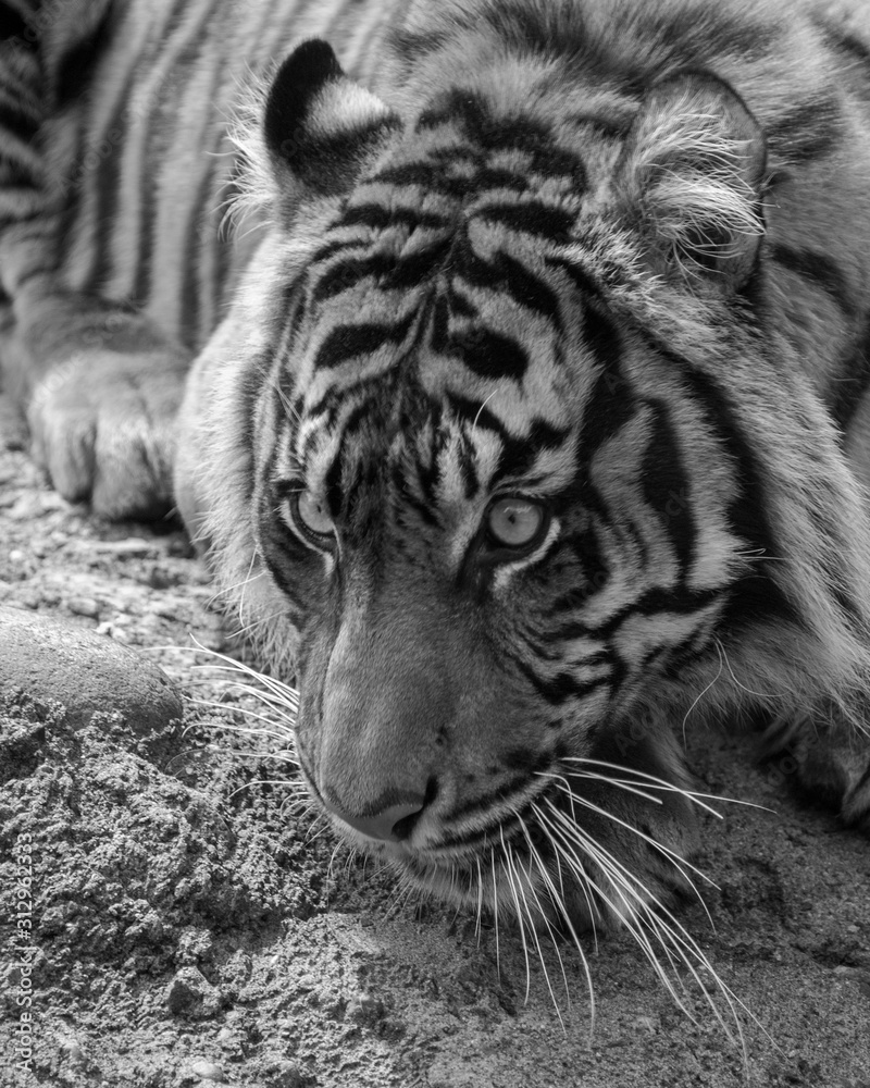 Obraz premium Sumatran Tigress
