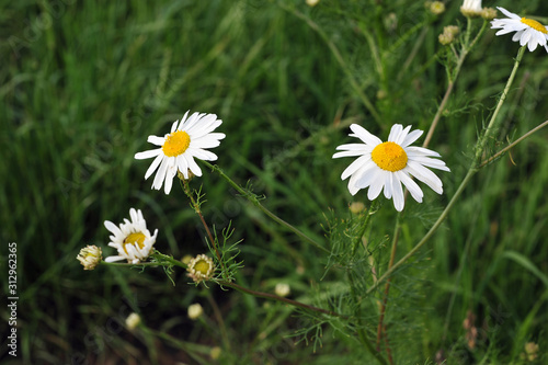 Blumen im Gras