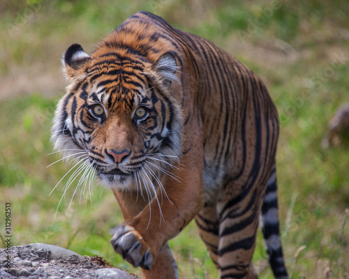 Sumatran Tigress