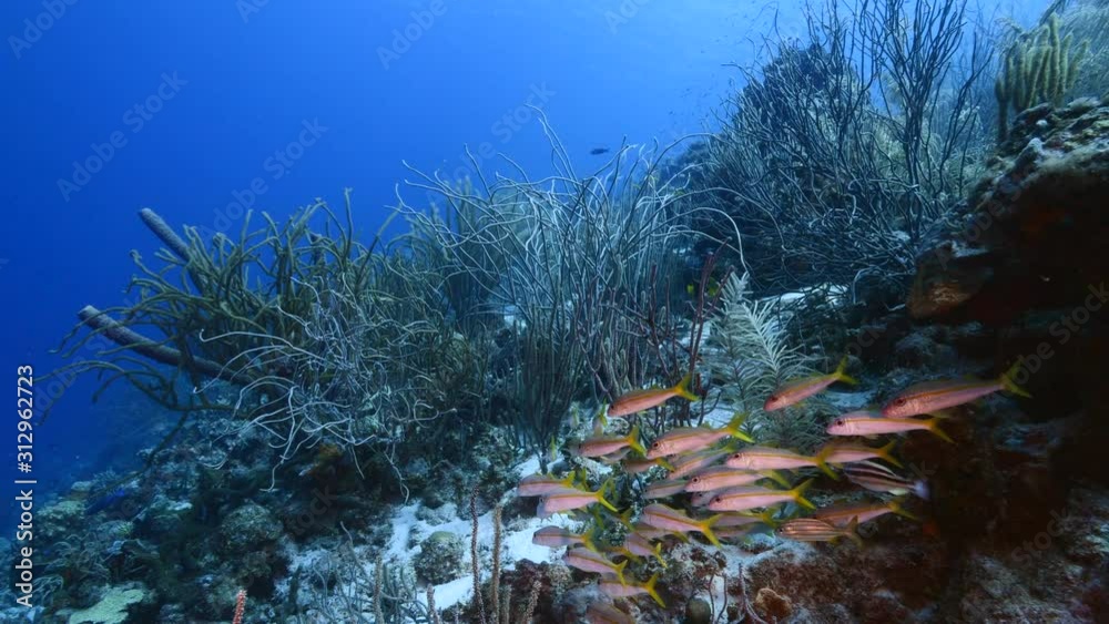 Seascape of coral reef in Caribbean Sea / Curacao with fish, coral and sponge Seascape of coral reef in Caribbean Sea / Curacao with fish, coral and sponge