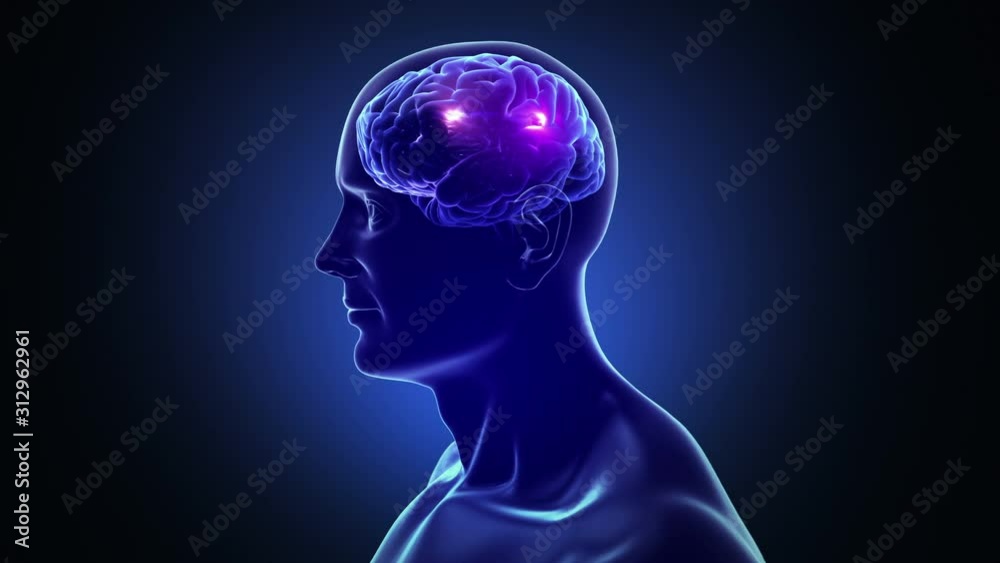 3D Human torso with brain and neurons flashing. Electric impulses. Synapsis. Loopable. Dolly in. Blue, black and white. More color options in my portfolio. 3D Human torso with brain and neurons flashing. Electric impulses. Synapsis. Loopable. Dolly in. Blue, black and white. More color options in my portfolio.