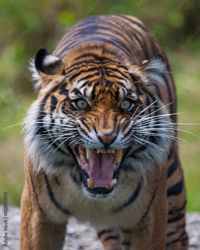 Obraz premium Sumatran Tigress