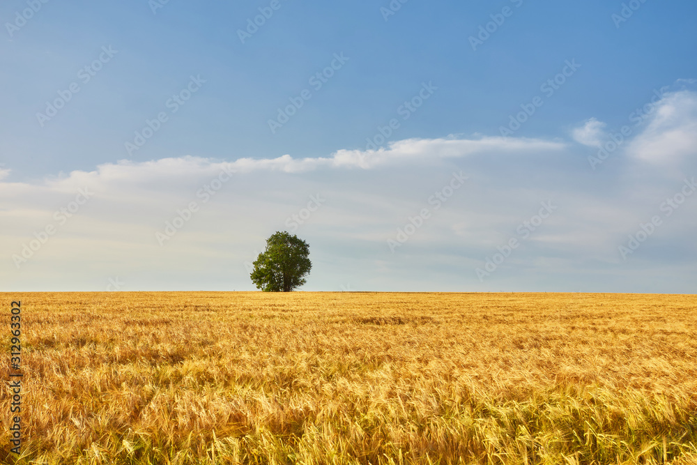 Gold Wheat flied panorama with tree at sunset Gold Wheat flied panorama with tree at sunset