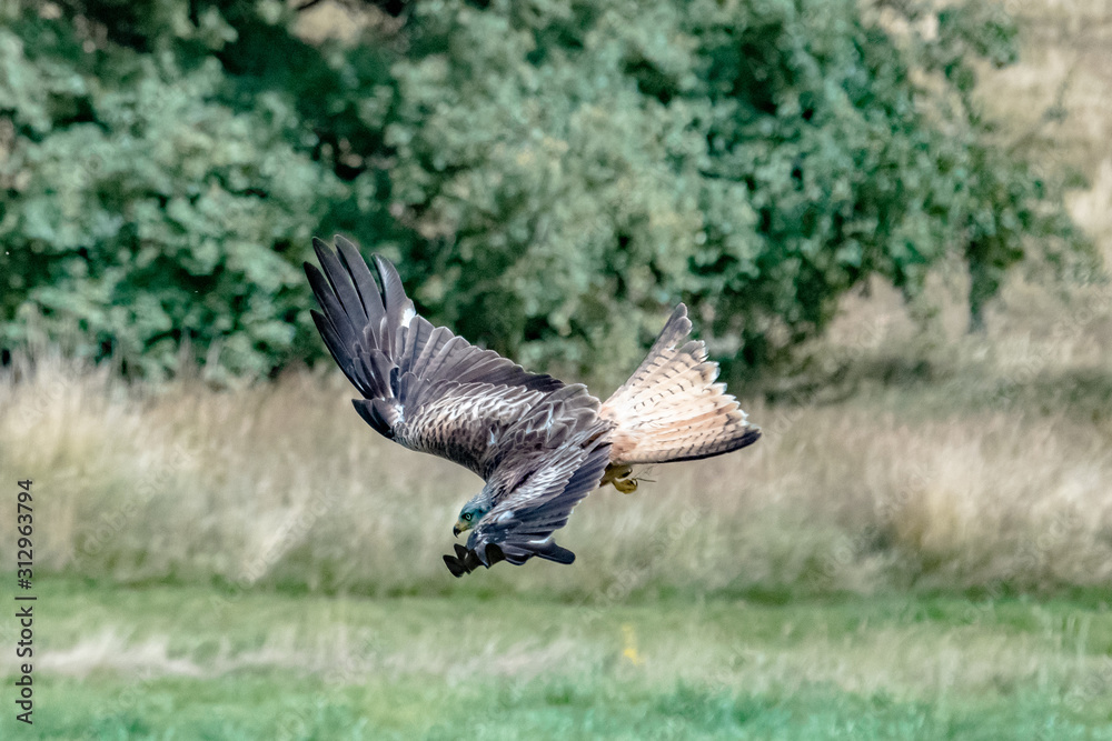 Red Kite