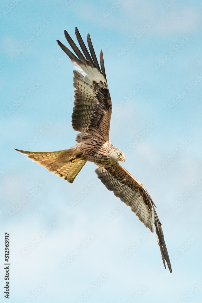 Fototapeta premium Red Kite