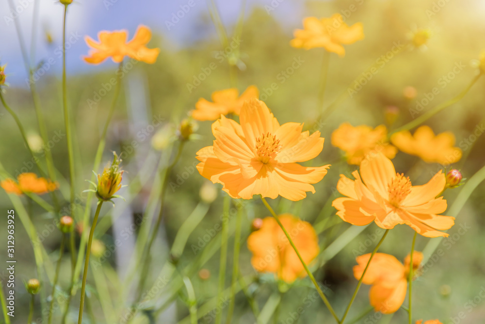 Yellow Cosmos Flower field with blue sky,Cosmos Flower field blooming spring flowers season
