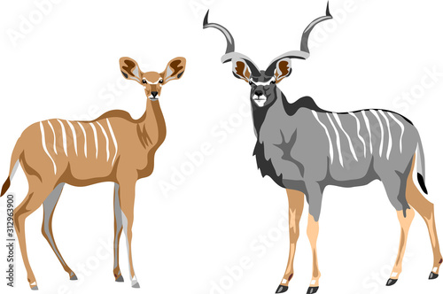 Greater kudu - vector illustration photo