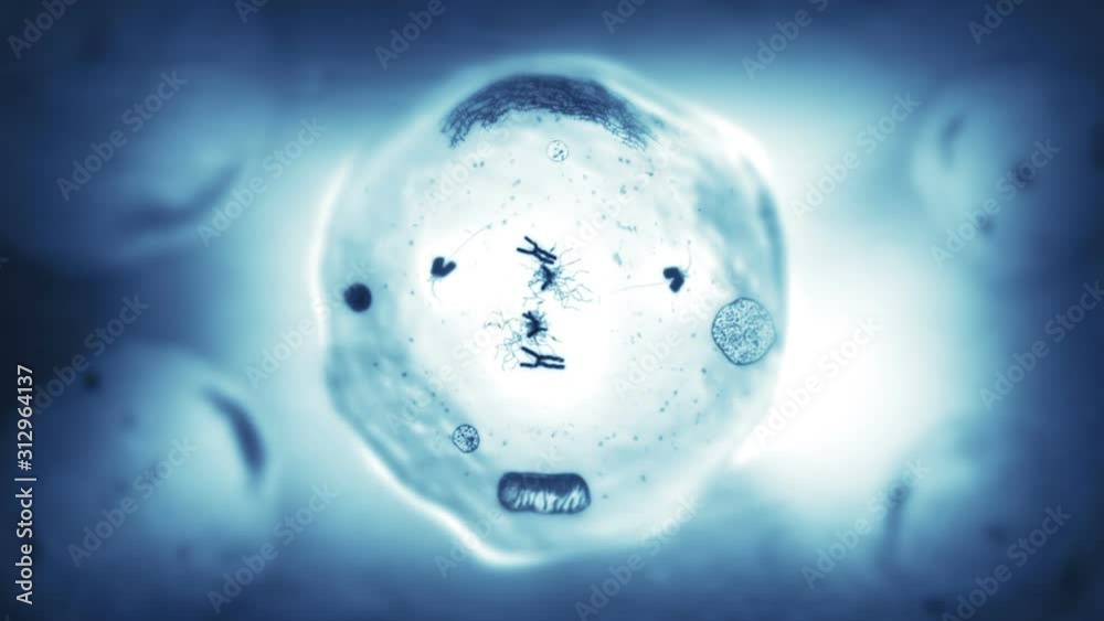 Stages of mitosis. Biology background. Blue. Human and animal cells reproduce by duplicating their contents and dividing into two new cells called daughter cells.  More options in my portfolio