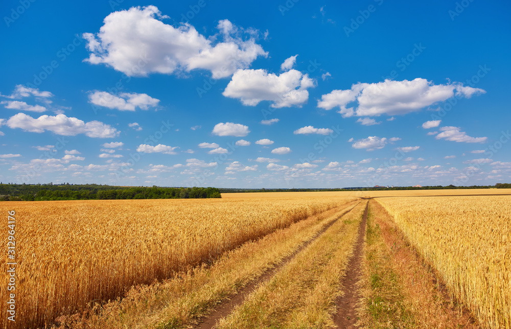 countryside road through fields with wheat