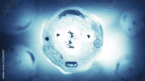 Stages of mitosis. Biology background. Blue. Human and animal cells reproduce by duplicating their contents and dividing into two new cells called daughter cells.  More options in my portfolio photo