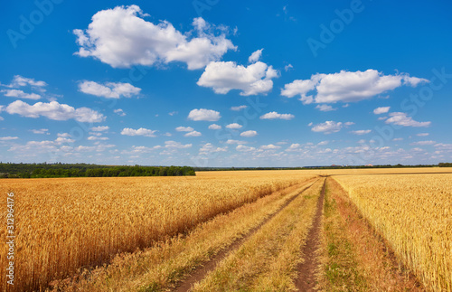 countryside road through fields with wheat