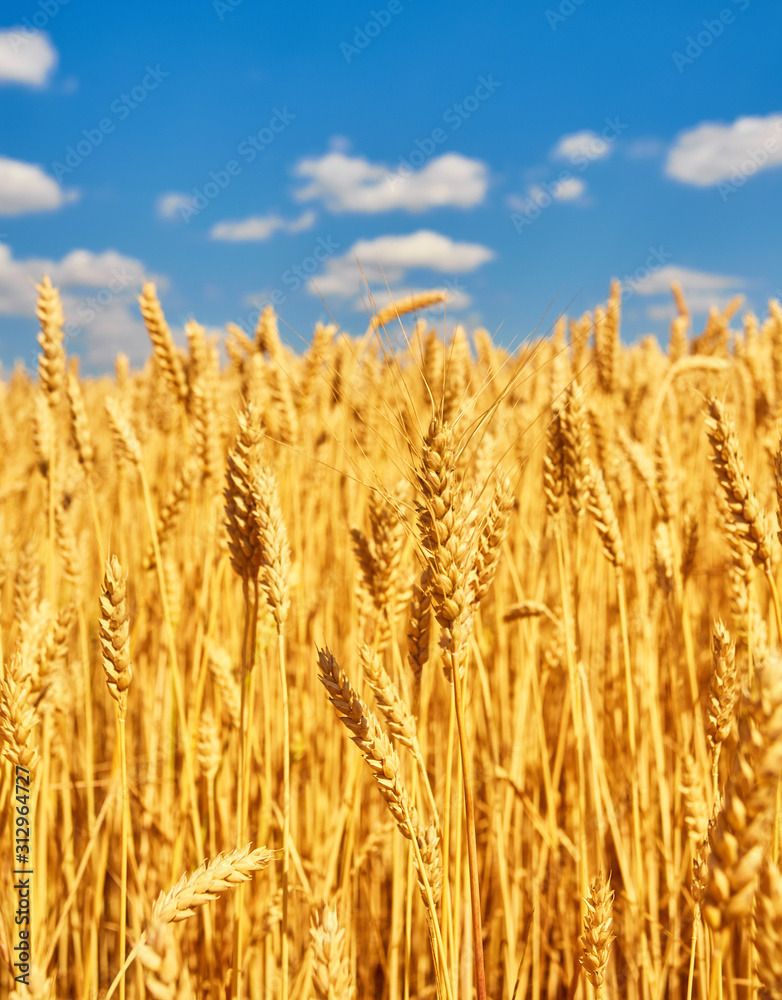 Fototapeta premium Golden ears of wheat on the field.