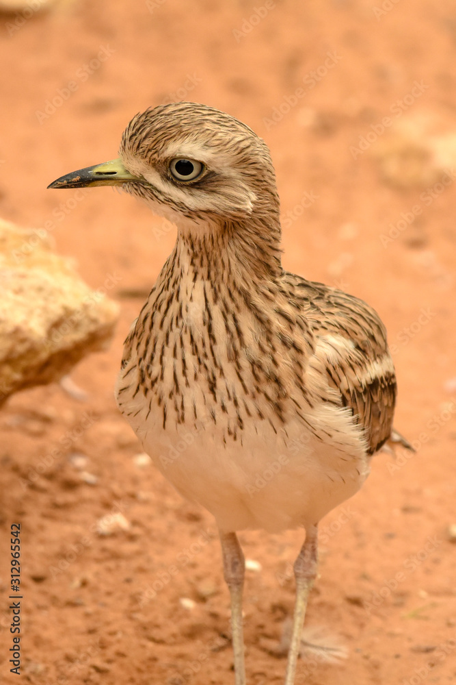 Obraz premium A spotted thick knee (Burhinus capensis) stands and looks around in the desert sand. Native to South Africa, Ethiopia, Kenya, Tanzania, and other parts of central Africa.
