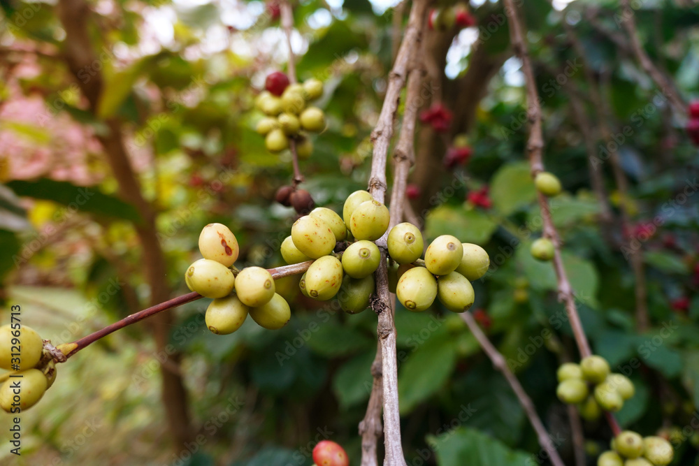 fresh coffee, Green berry branch. Coffee beans ripening on tree in North of thailand. fresh coffee, Green berry branch. Coffee beans ripening on tree in North of thailand.