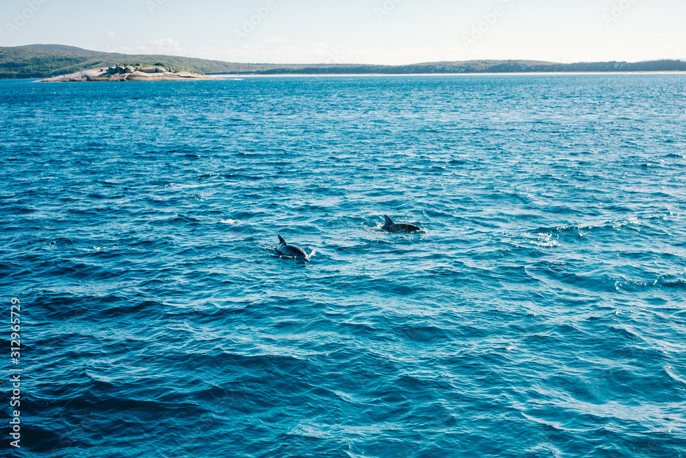 Naklejka premium Dolphin