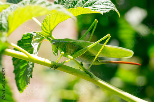 Grasshopper jumper among greens. Masking animals in nature_ photo