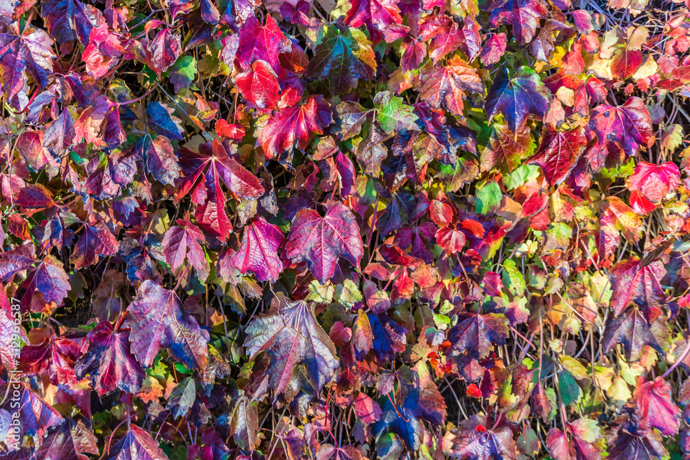 Rich Fall Leaves Background