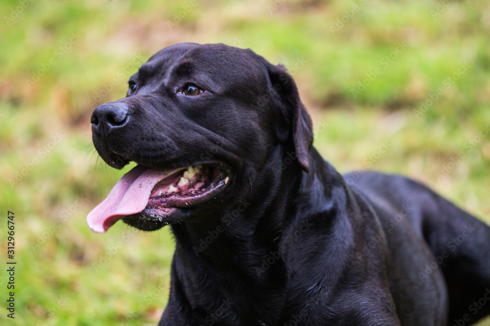 Labrador negro en el campo